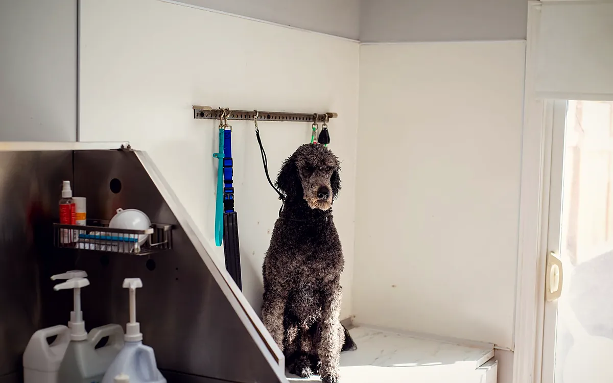 Imagem ilustrando: Dog walker: quanto cobrar por passeio e por pacote mensal