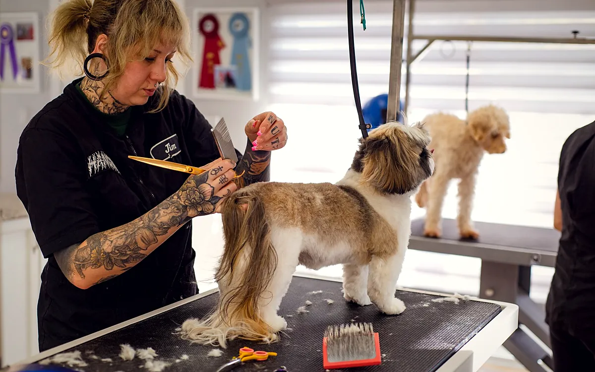 Imagem ilustrando: Banho e tosa: tabela de preço por porte e tipo de pelo